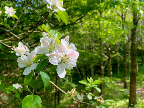 Pigwiggen Apple Blossom Image of apple Blossom