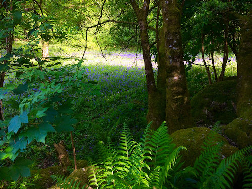 Pigwiggen Bluebells Image of Bluebells
